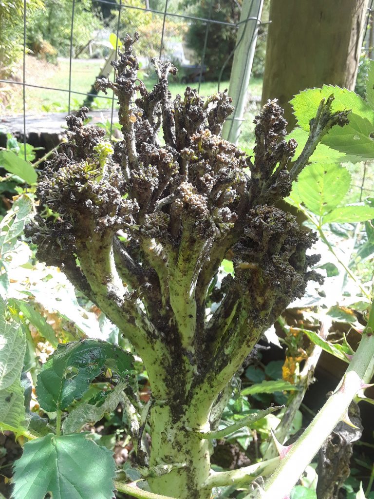 Broccoli plant covered with aphids and sooty mold
