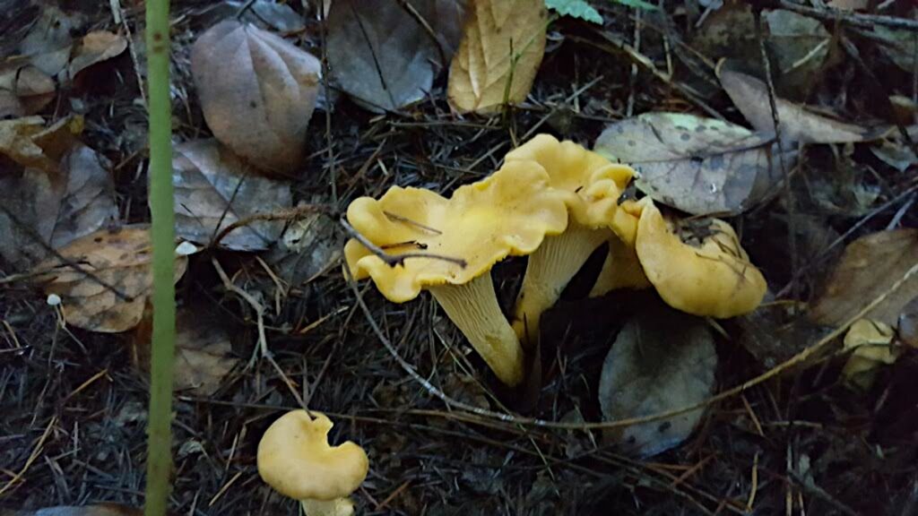 Chanterelles growing on forest floor