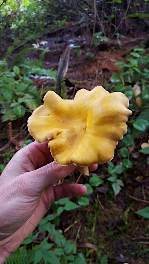 Chanterelle