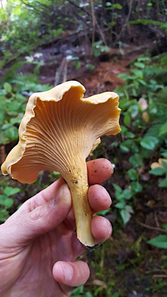 Chanterelle showing "gills"