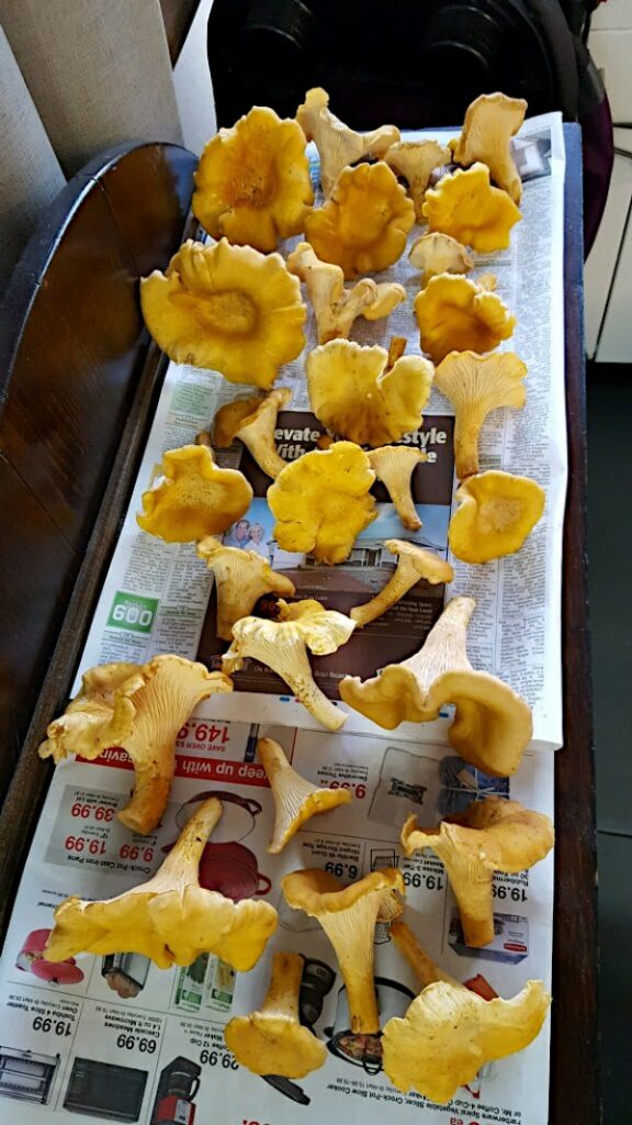Chanterelles laid out on newspaper to dry.