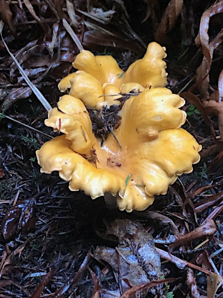 Chanterelle growing on forest floor