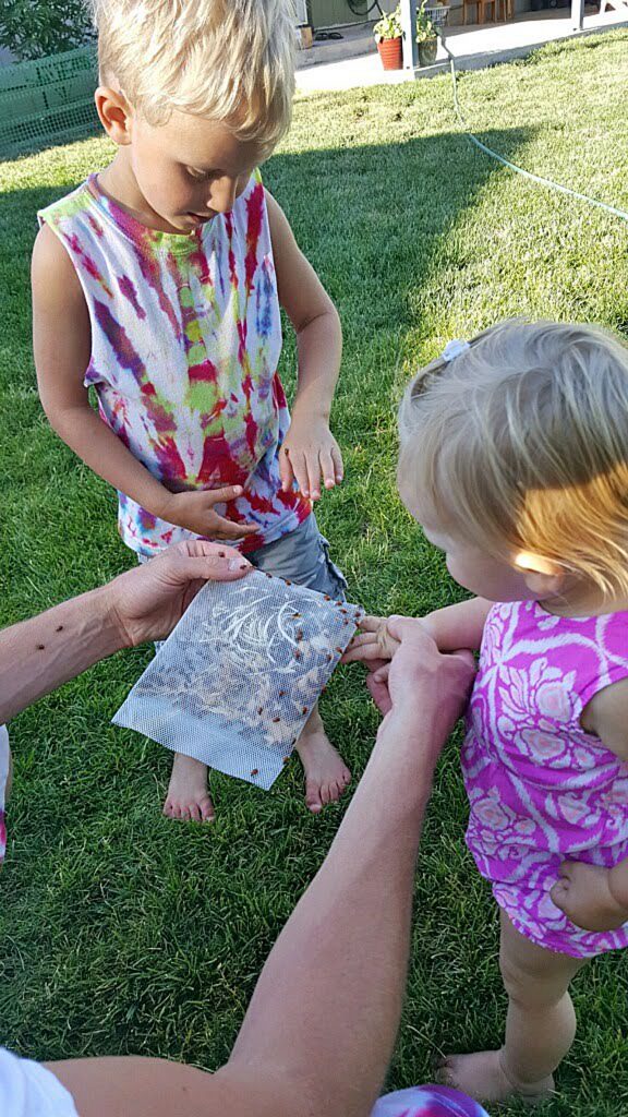 Releasing ladybugs in the garden