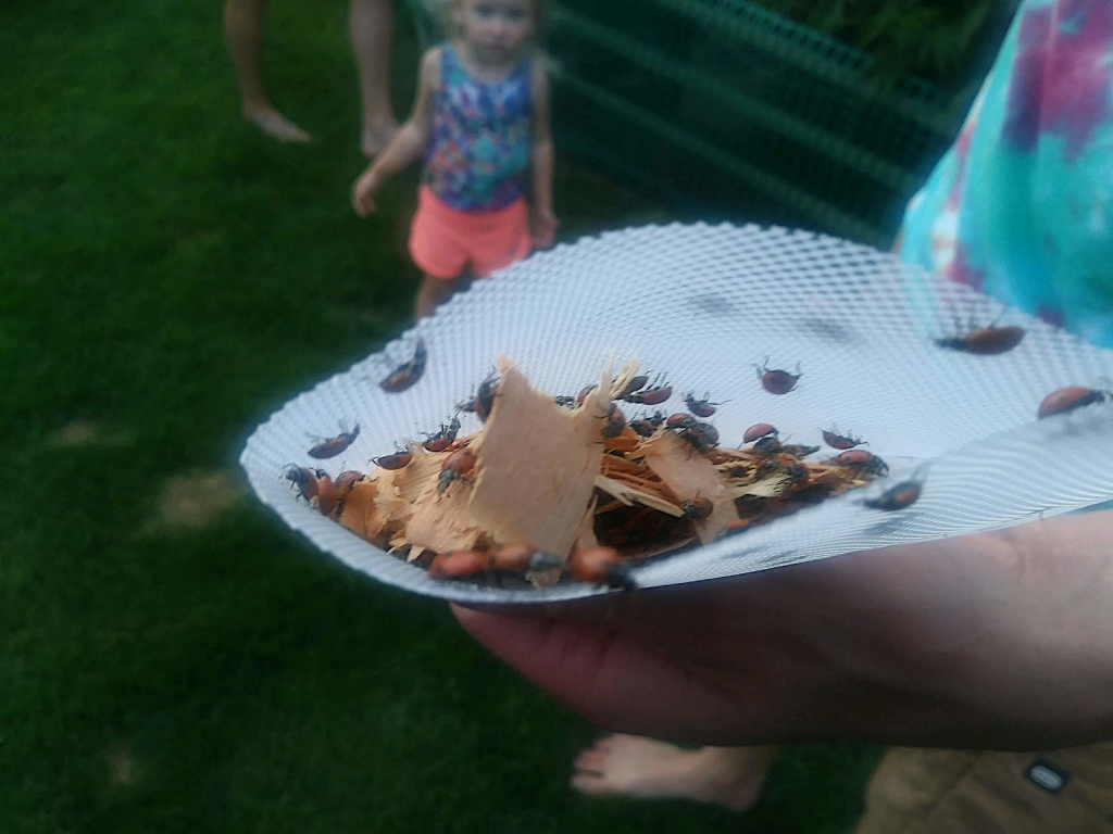 Ladybugs in a mesh bag with wood chips