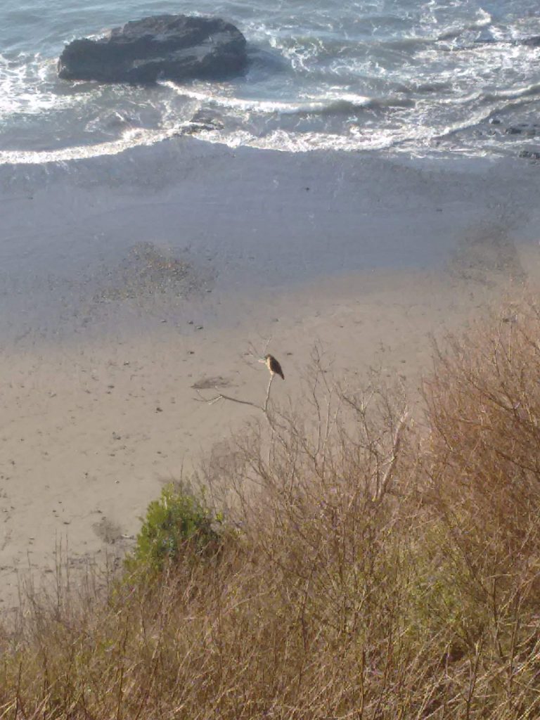 Beach wildlife