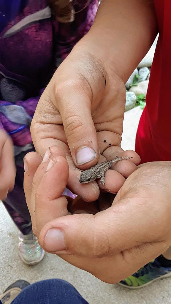 Baby lizard