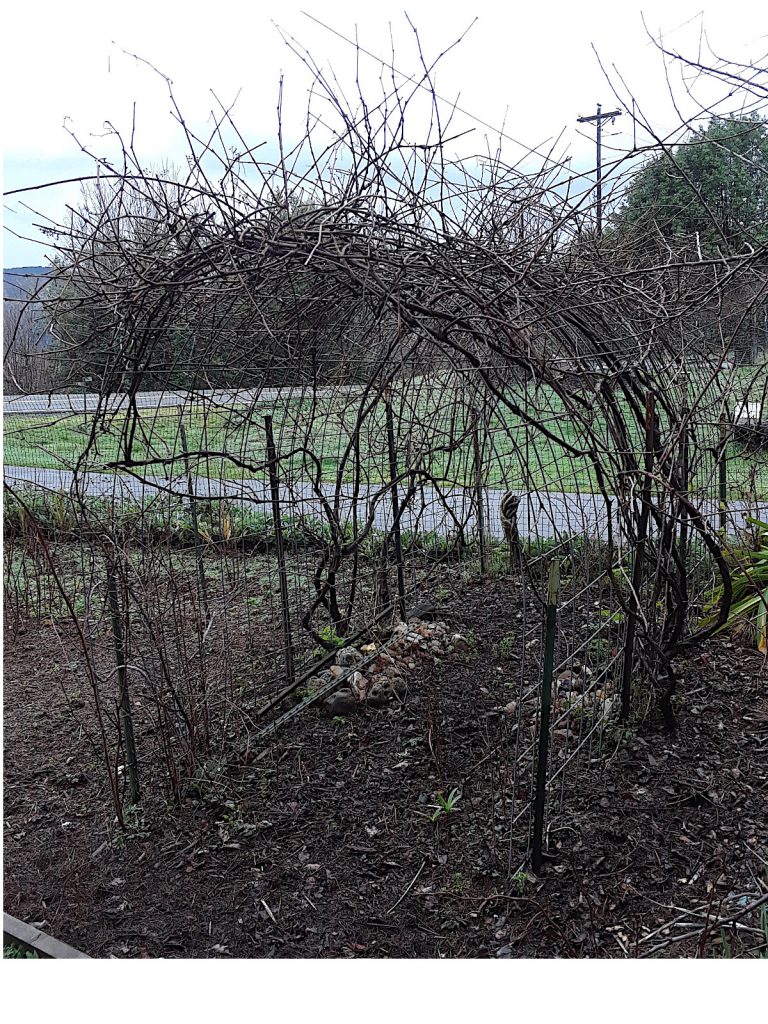 Grape arbor in winter