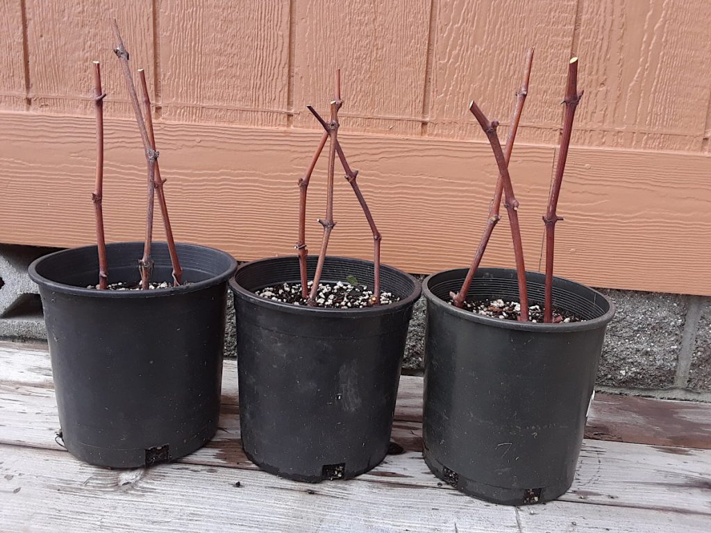 Grape cuttings in pots