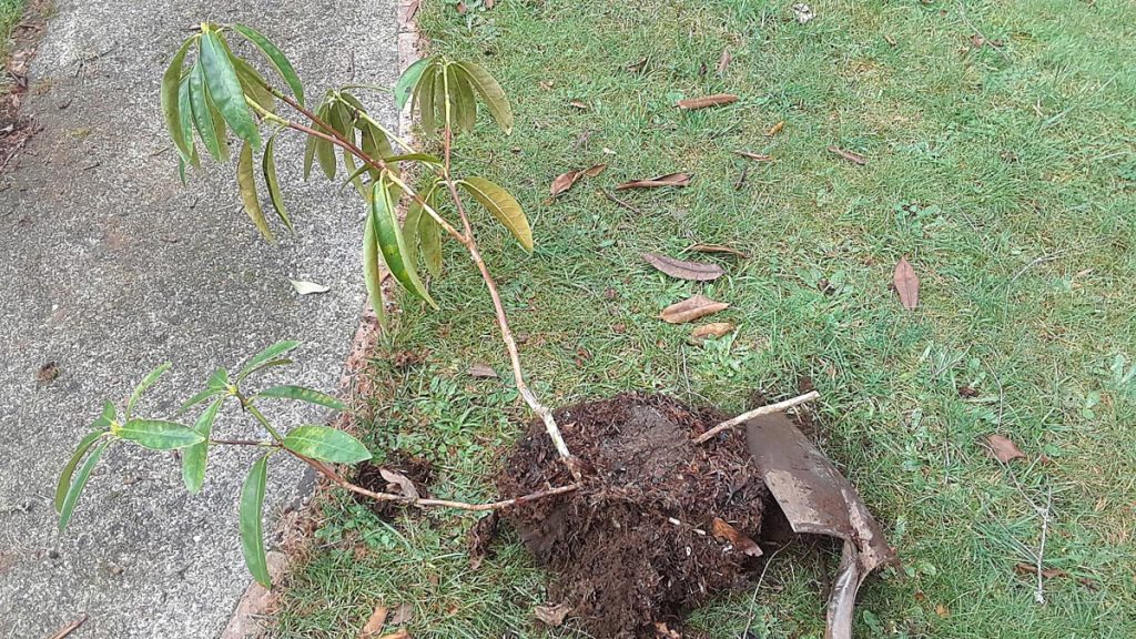 Rhododendron shoot ready to be transplanted