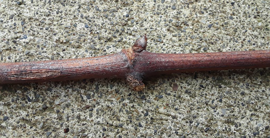 grape cutting with bud