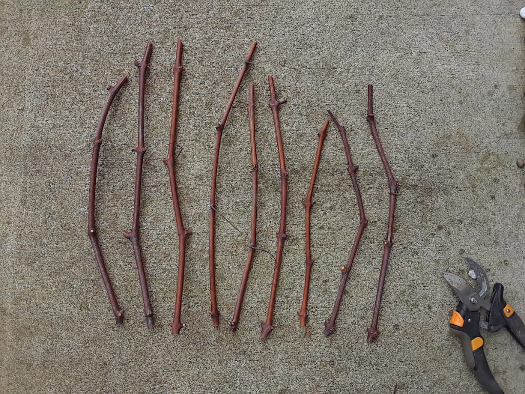 grape cuttings