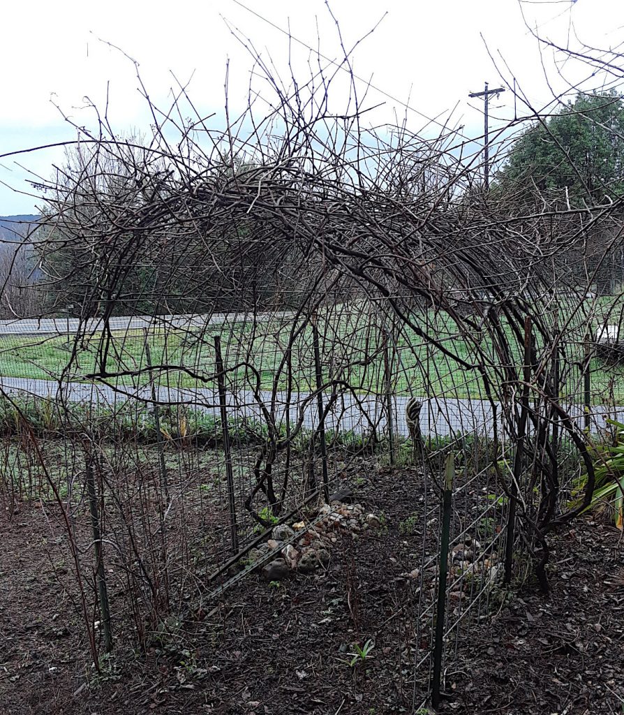 grape on arbor that needs to be pruned