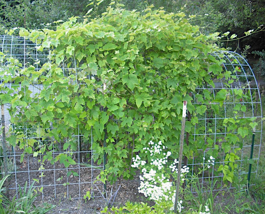 Grape arbor with grapes growing