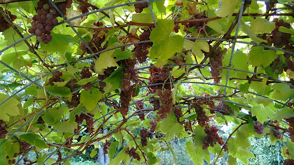 Grape arbor with grapes almost ready to harvest