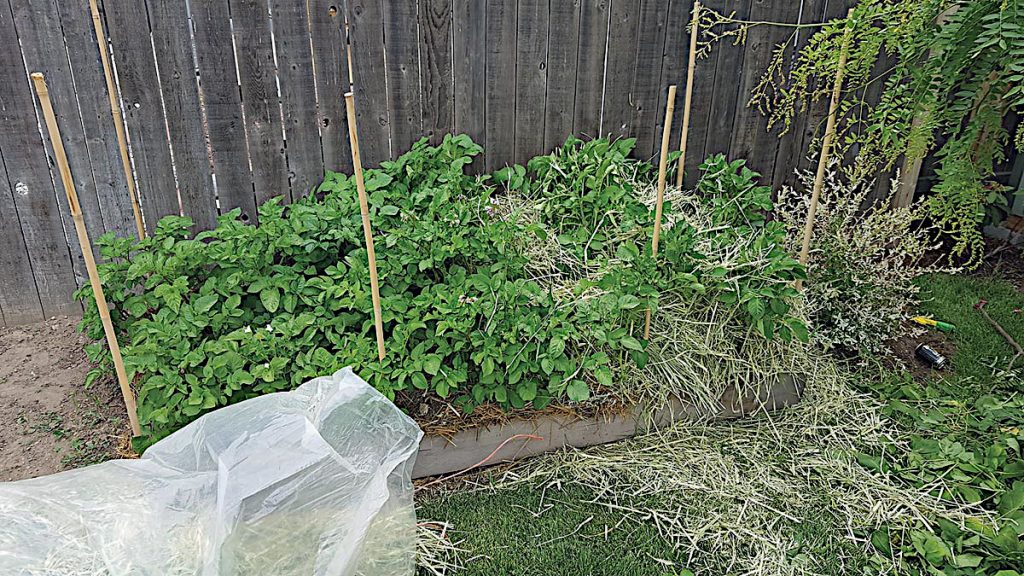 Potatoes growing in a raised bed