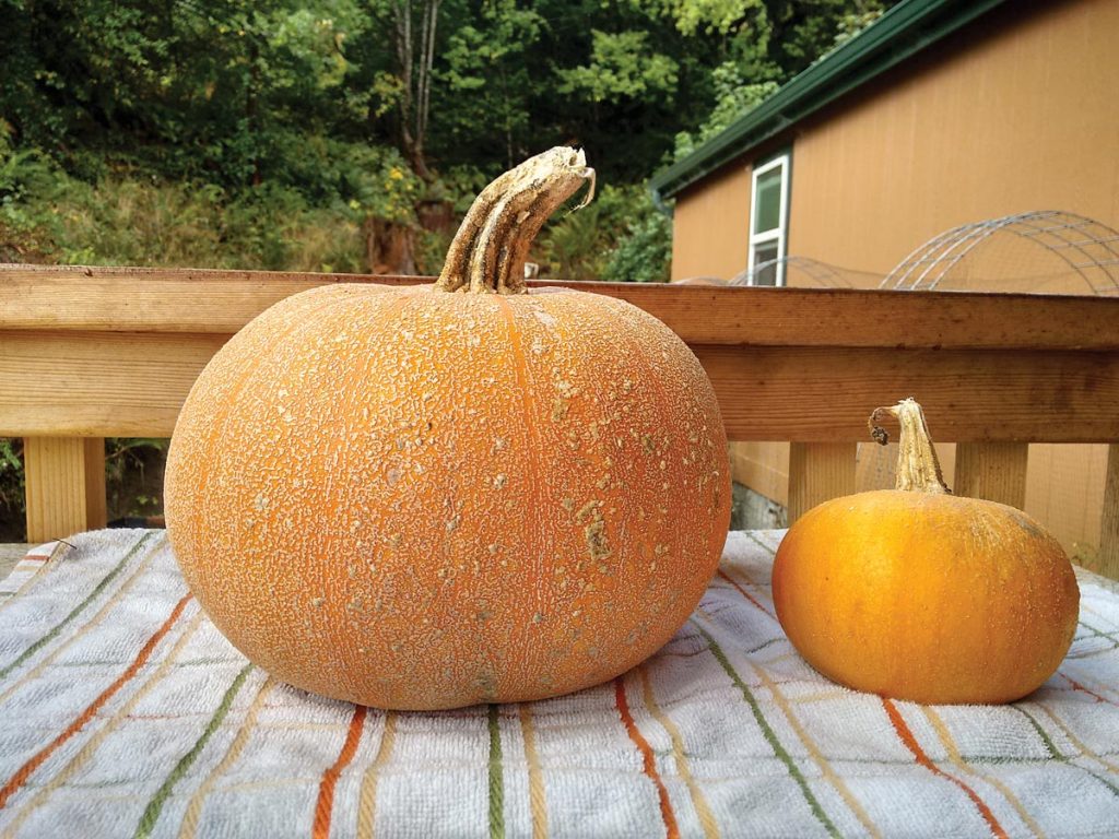 pumpkins on a table