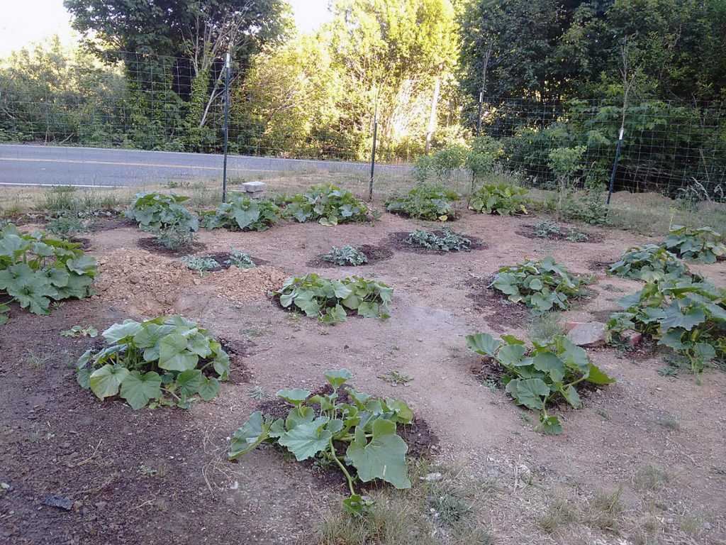 Garden with pumpkin, watermelon, and squash plants
