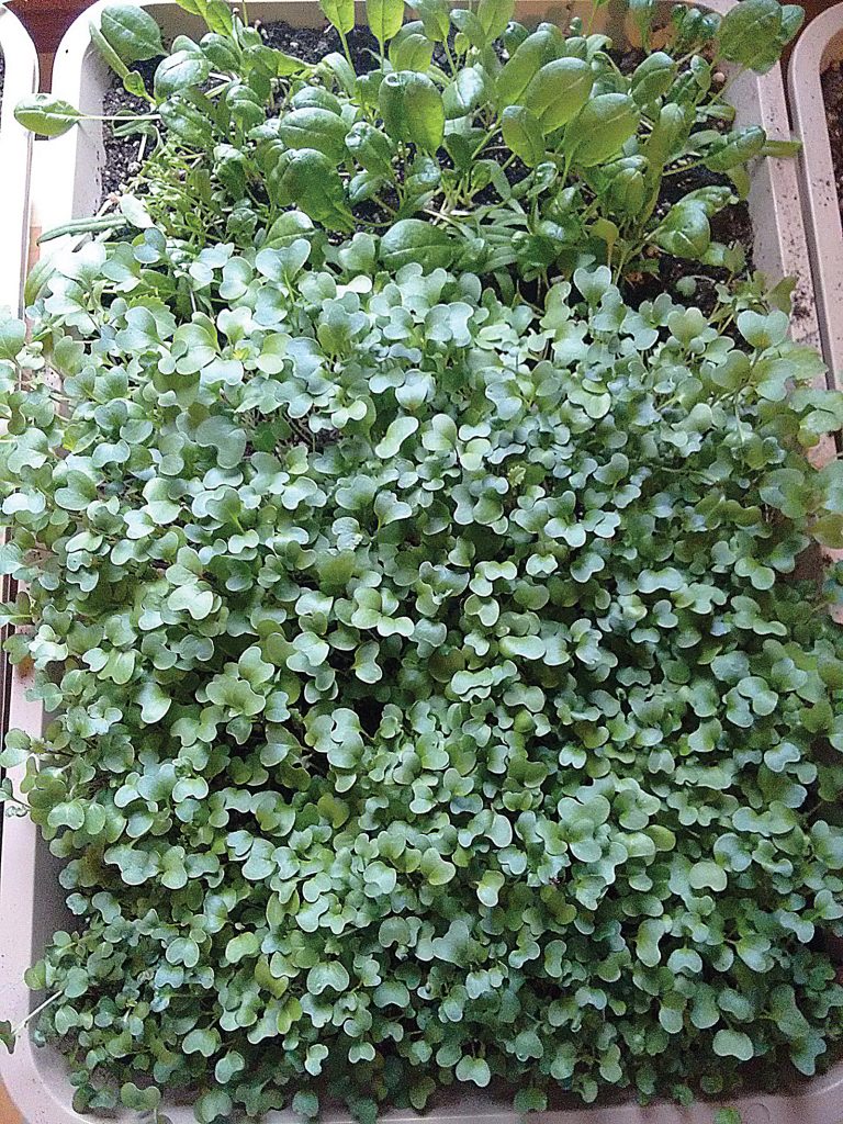 microgreens growing in a tray