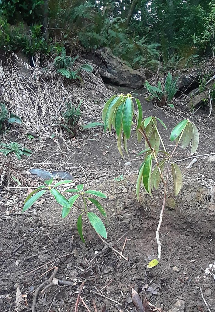 transplanted rhododendron
