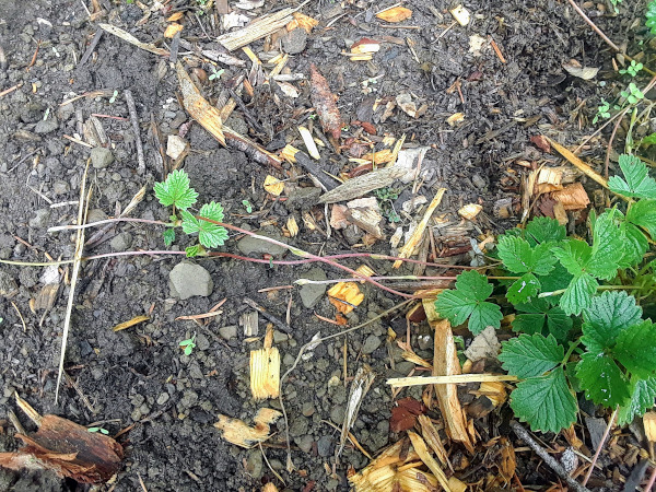 strawberry plant with runners