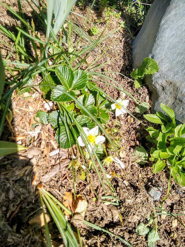 strawberry plant in flower bed