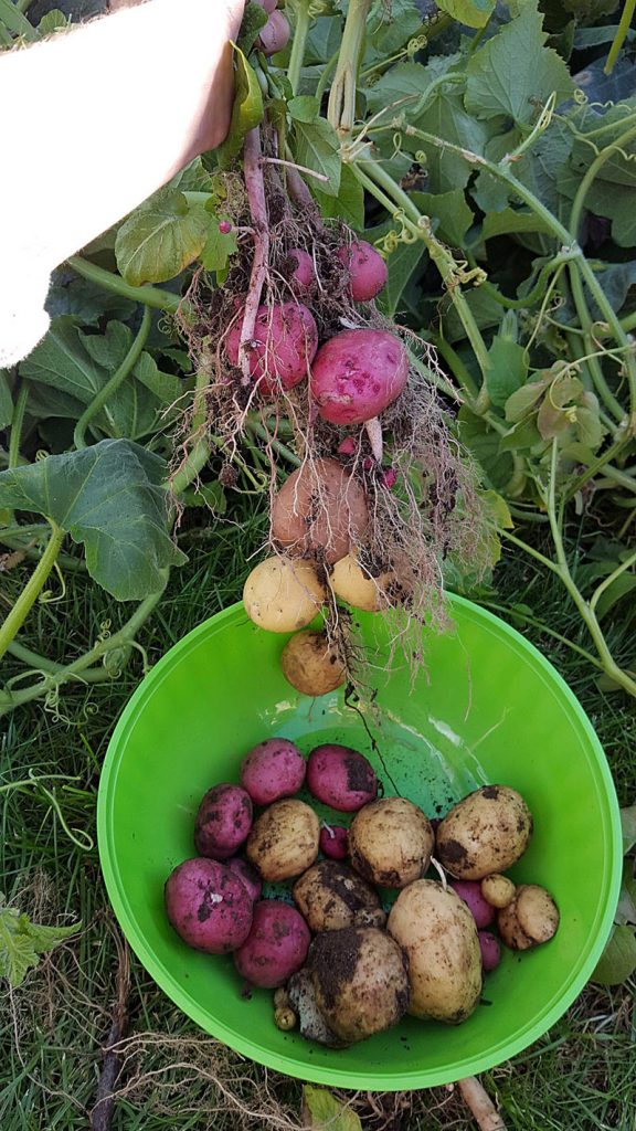 Potatoes harvest in a bowl