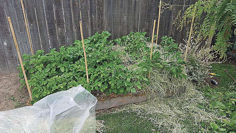 Potatoes growing in a raised bed
