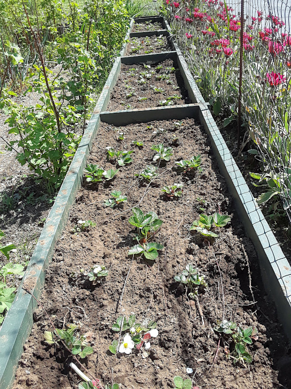 strawberries planted in a raised bed