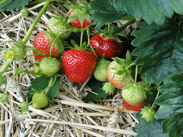 strawberry plant in straw mulch