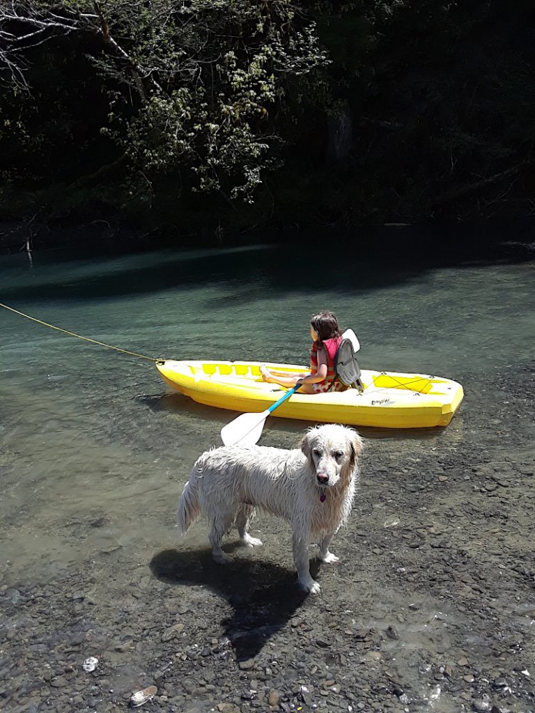 Shasta (dog) waiting for someone to throw a stick in the water