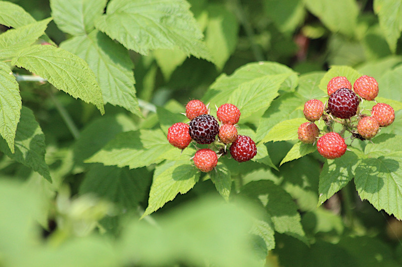 black caps ripening
