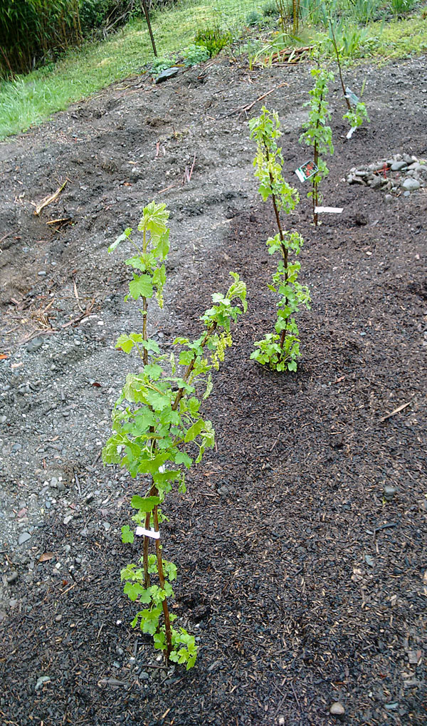 Newly planted currant bushes