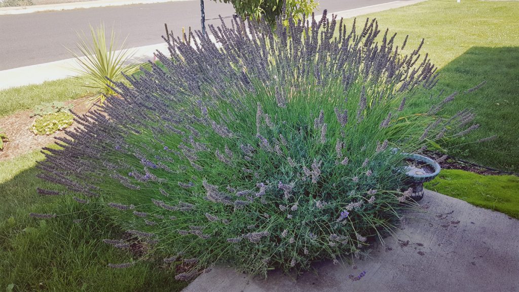 Large lavender plant