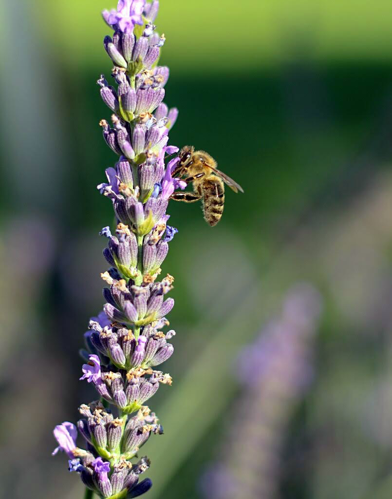 Bee on lavender bloom