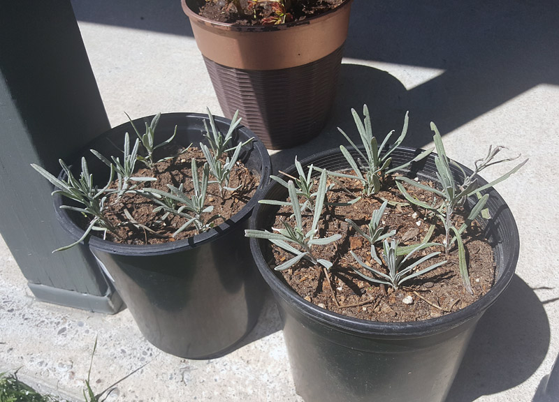 Lavender starts in pots