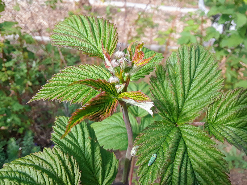 raspberyy buds