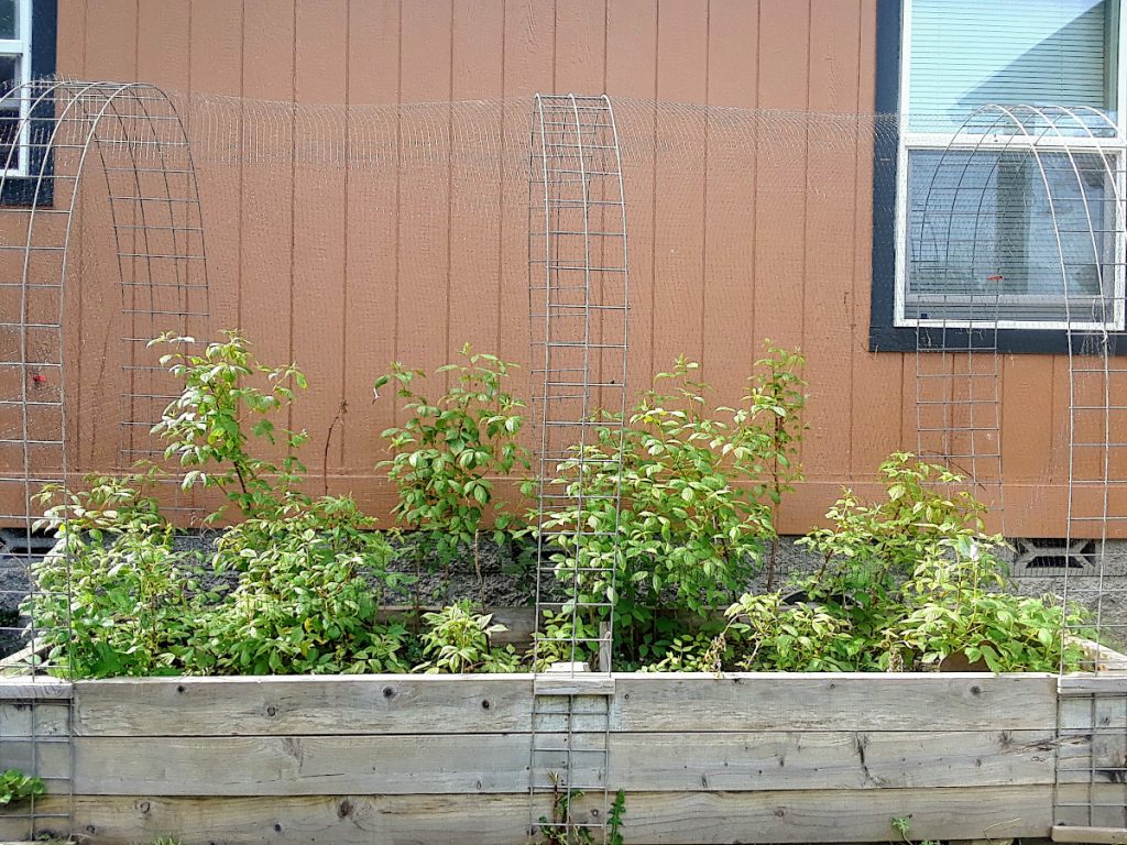 raised bed with raspberries